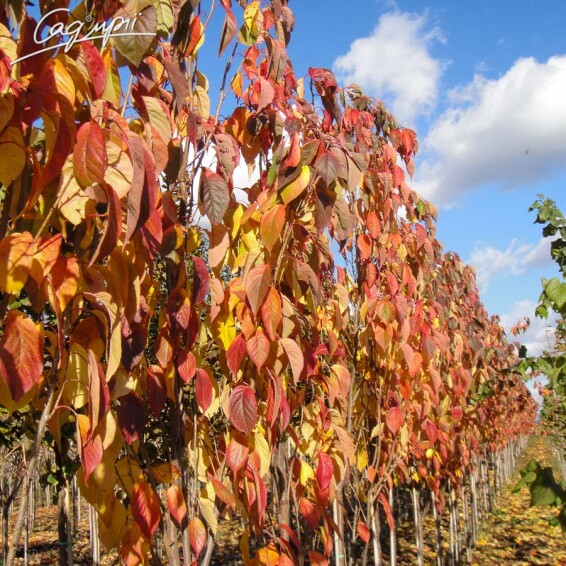 Сакура мелкопильчатая 'Amanogawa' #3, WRB 14--16 400-450 St. 1/2 - 3 Сакура мелкопильчатая 'Amanogawa' #3, WRB 14--16 400-450 St. 1/2 - 3