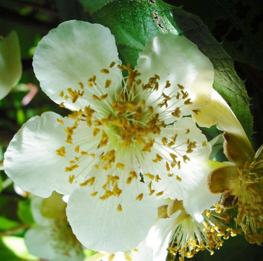 Актинидия остролистная 'Issai' - 4