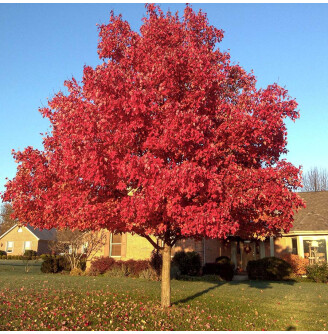 Клен червоний