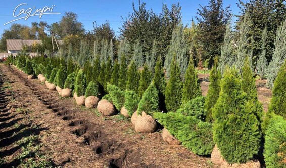 Туя западная 'Smaragd' #2, C3 - - - - 7