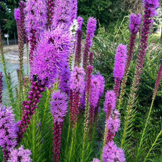 Ліатріс колосковий 'Floristan Violet' - 6 Ліатріс колосковий 'Floristan Violet' - 6