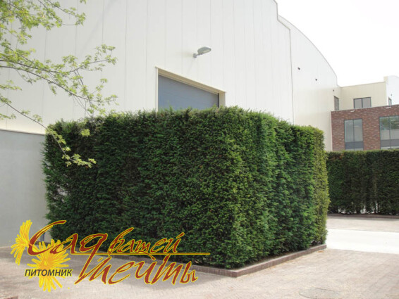 Тис ягідний, WRB - 60*60 - - 2