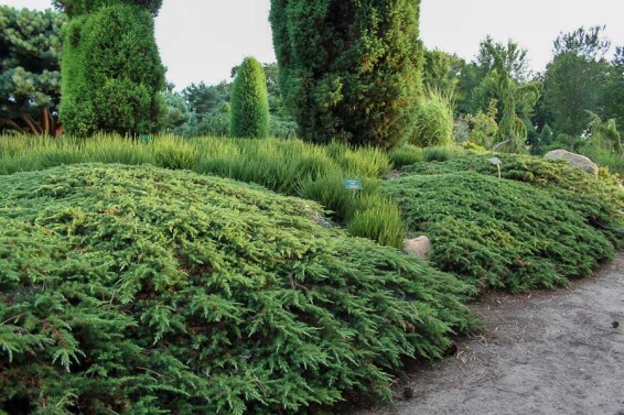 Ялівець горизонтальний 'Golden Carpet' - 2