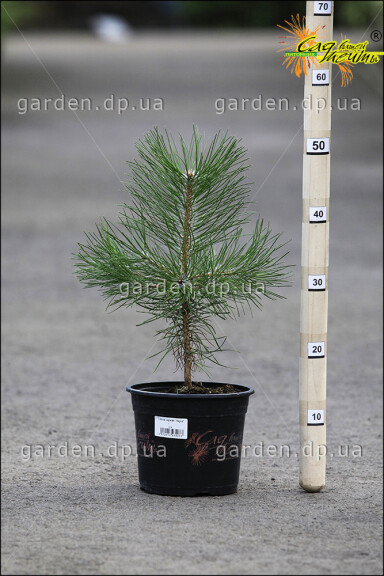 Сосна чорна 'Nigra', WRB - 200-250 - - 2 Сосна чорна 'Nigra', WRB - 200-250 - - 2