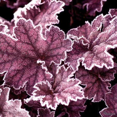 Гейхера 'Midnight Bayou' - цікава новинка 2026 року