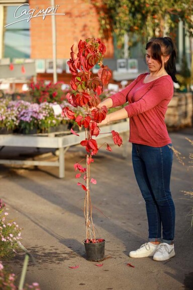 Виноград дівочий п'ятилисточковий - 4