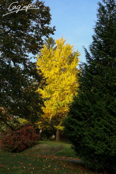 Гінкго білоба #1, С60 10--12 300-400 St. 150-175 - 5