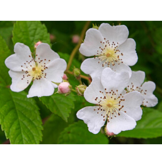 Роза многоцветковая