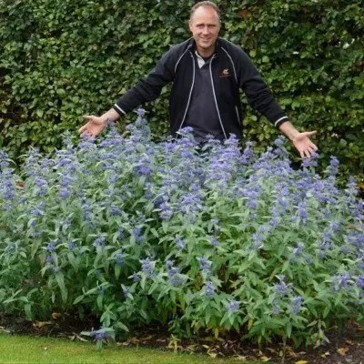 Кариоптерис кландонский - 2 Кариоптерис кландонский - 2