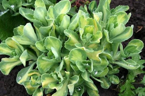 Очиток видний 'Variegata' - 1