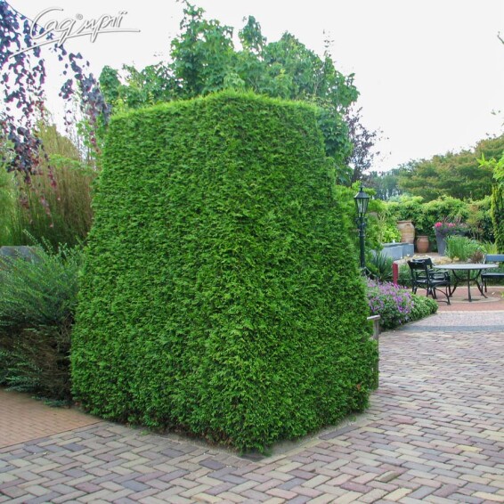 Туя западная 'Brabant' - 8