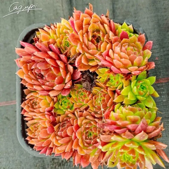 Молодило в асортименті - 4