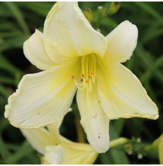 Лилейник 'Moon Madonna'