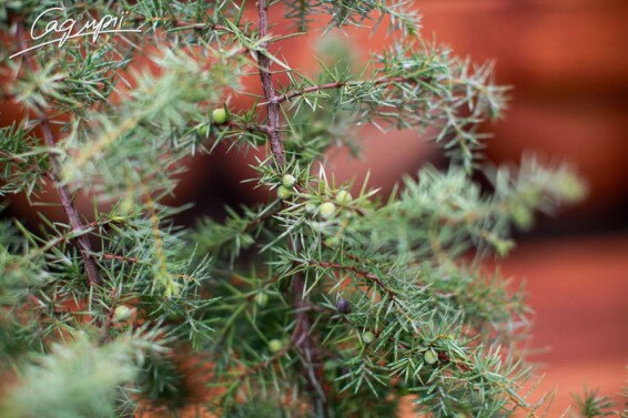 Можжевельник обыкновенный 'Kalebab' - 3