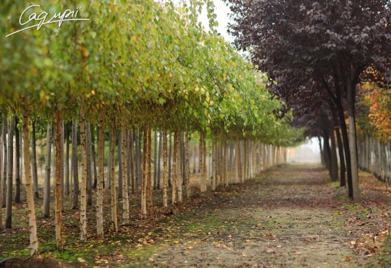 Береза плакучая 'Youngii' - 1