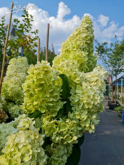 Гортензия метельчатая 'Magical Moonlight' ® - 7