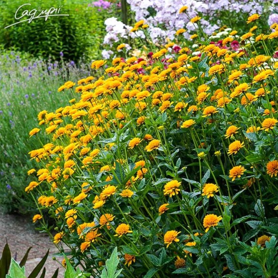 Геліопсис соняшниковидний ‘Asahi' - 4