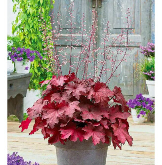 Гейхера 'Cajun Fire'