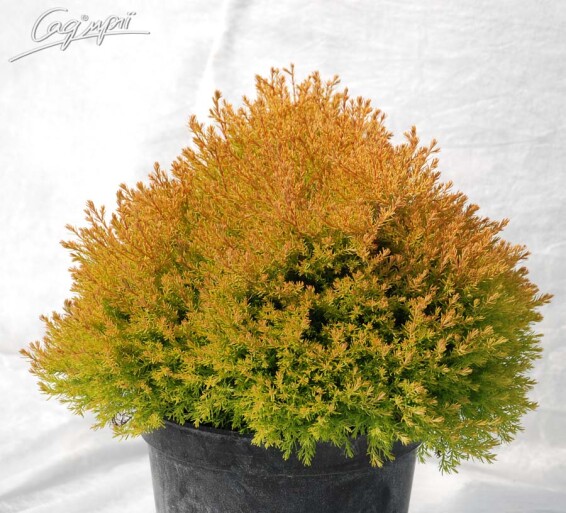 Туя західна 'Rheingold' - 5