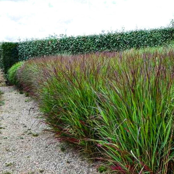 Просо прутьевидное 'Squaw' - 1