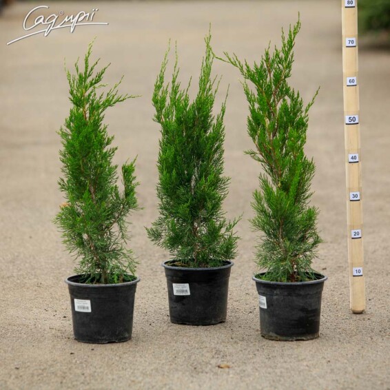 Можжевельник китайский 'Spartan' #1, C7 100-125 - 1