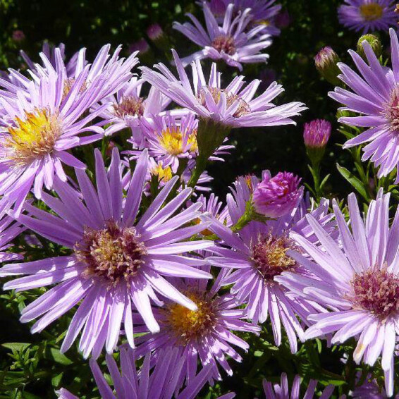 Айстра кущова 'Peter Harrison', C1 - - 2
