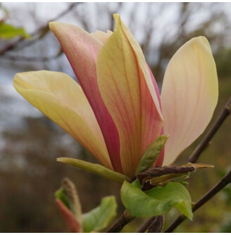 Магнолія бруклинська 'Woodsman'