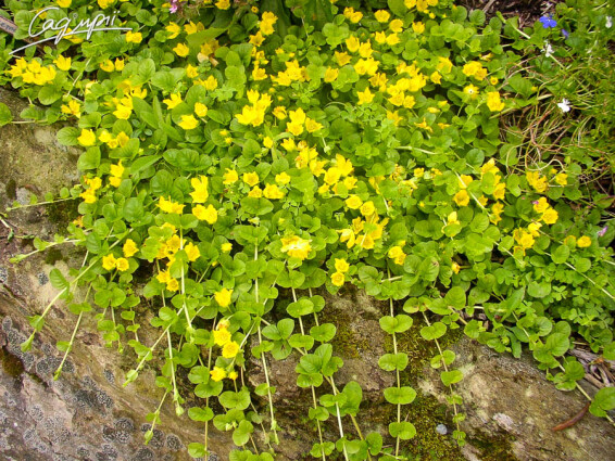 Вербозілля лучне - 3 Вербозілля лучне - 3