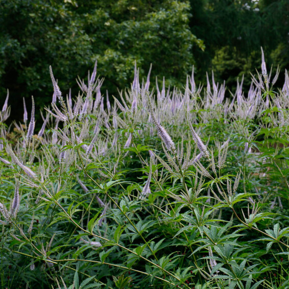 Вероникаструм виргинский 'Fascination' - 8 Вероникаструм виргинский 'Fascination' - 8