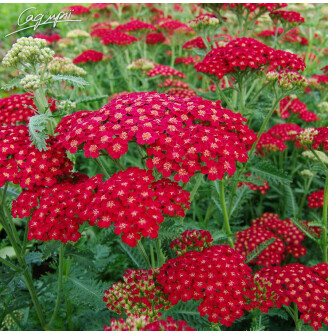 Деревій звичайний 'Red Velvet'