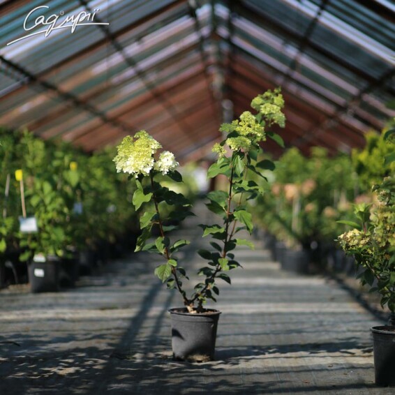 Гортензия метельчатая 'Vanille Fraise'® - 7