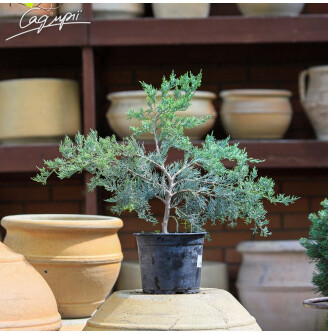 Ялівець скельний 'Blue Heaven'