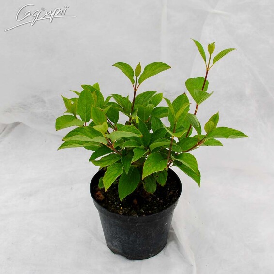 Гортензія волотиста 'Grandiflora' - 2