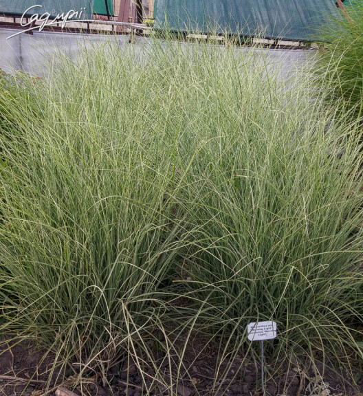 Мискантус китайский 'Morning Light' - 3