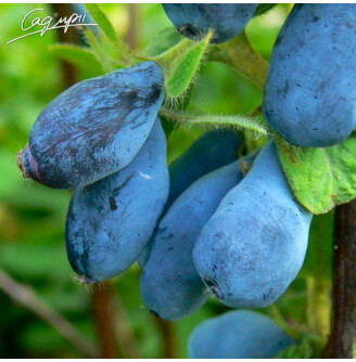 Жимолость блакитна 'Tundra'