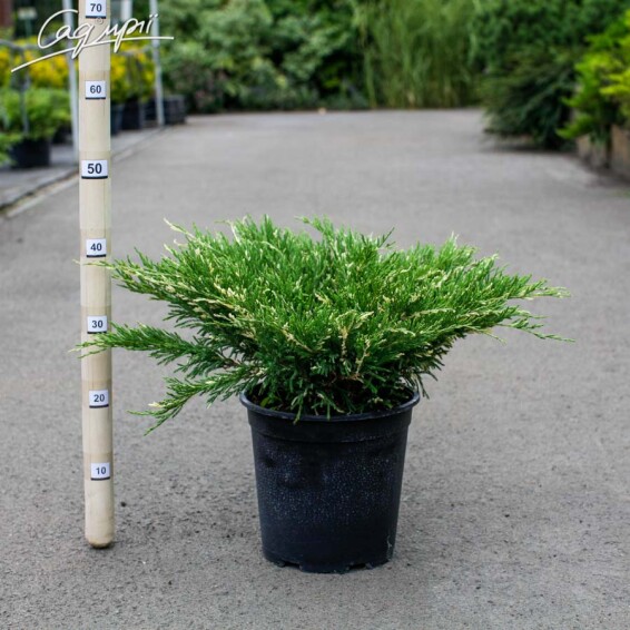 Можжевельник горизонтальный 'Andorra Variegata' - 7