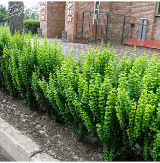 Плющ звичайний 'Erecta'