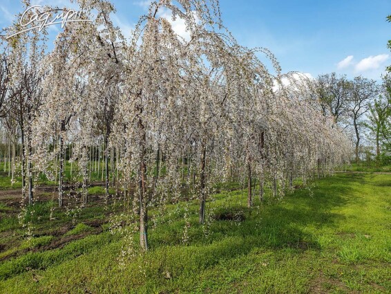 Вишня субхиртела 'Pendula' - 8