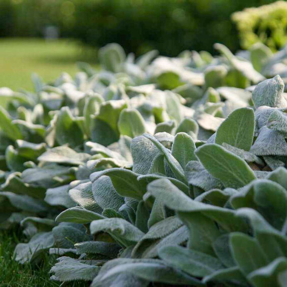 Чистец византийский ‘Silver Carpet’ - 6 Чистец византийский ‘Silver Carpet’ - 6