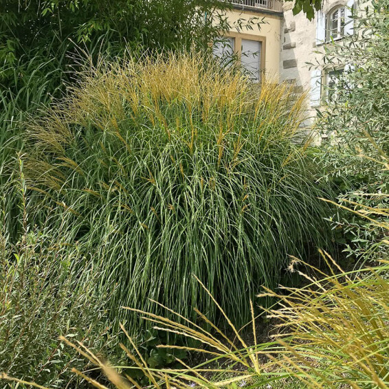Мискантус китайский 'Adagio' - 5