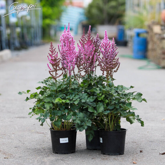 Астільба гібридна 'Purple Rain' ® PBR#3, Р9 - - 2 Астільба гібридна 'Purple Rain' ® PBR#3, Р9 - - 2