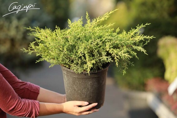 Можжевельник средний 'Gold Coast' - 2