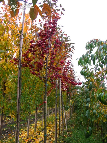 Яблуня 'Red Obelisk'® - 4