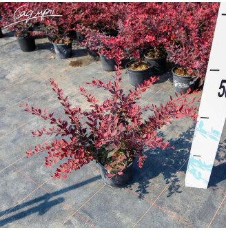 Барбарис оттавський 'Auricoma'