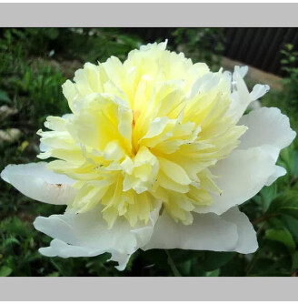 Півонія трав'яниста 'Laura Dessert'