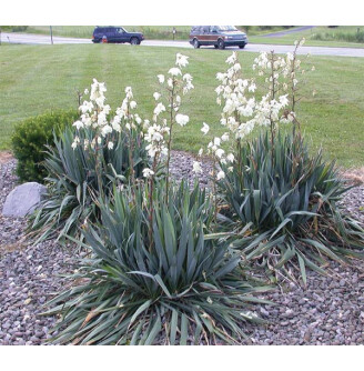 Юка нитчаста