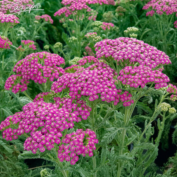 Тысячелистник гибридный 'Tutti Frutti 'Pink Grapefruit' ®' - 9 Тысячелистник гибридный 'Tutti Frutti 'Pink Grapefruit' ®' - 9