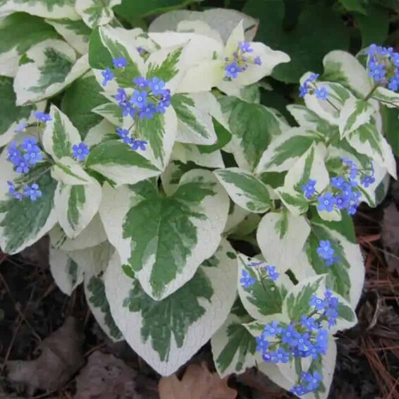 Бруннера крупнолистная 'Variegata' - 2