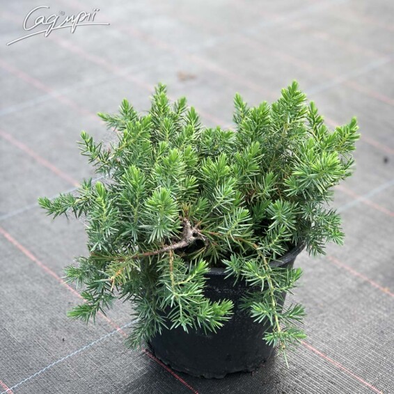 Ялівець прибережний 'Emerald Sea' - 5