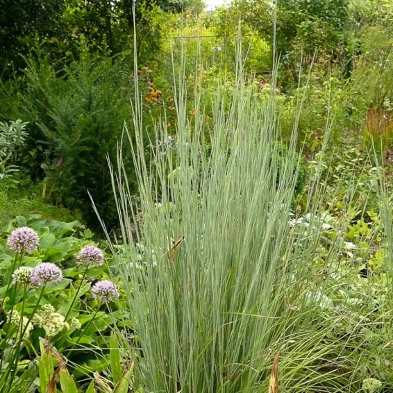 Бородач метельчатый (Схизахириум) 'Prairie Blues' #1, C2 - - 5